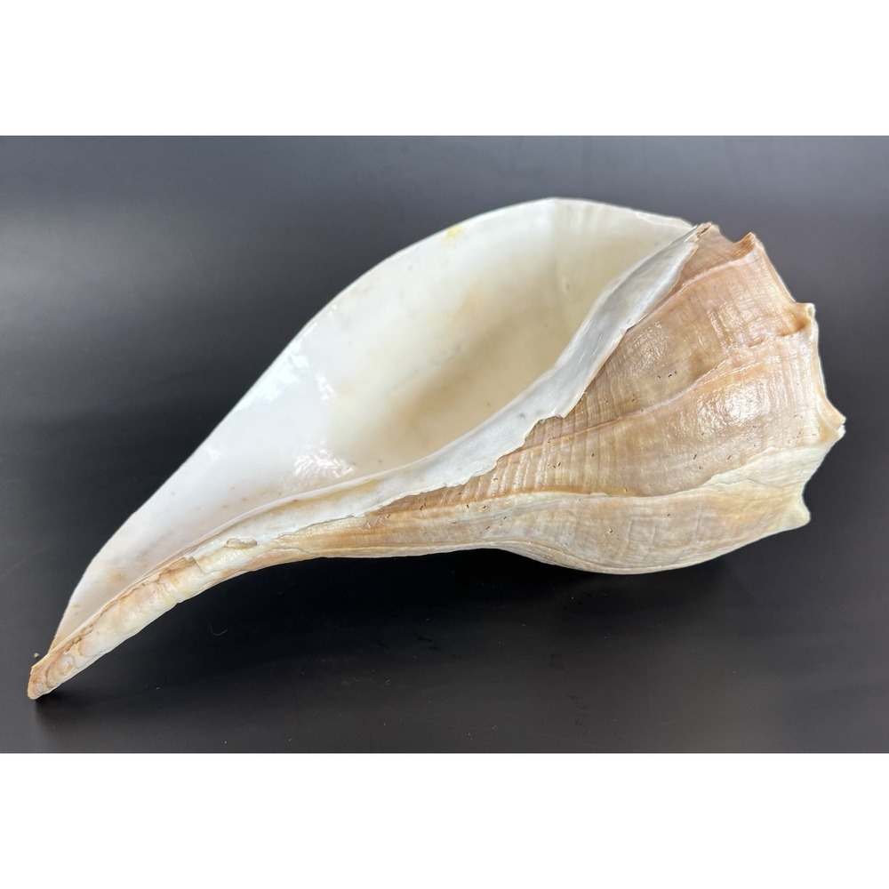 Large 12" Natural Lightning Whelk Shell Coastal Beach Nautical Ocean Decor Left - Picture 2 of 16